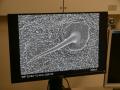 I130 P9310984